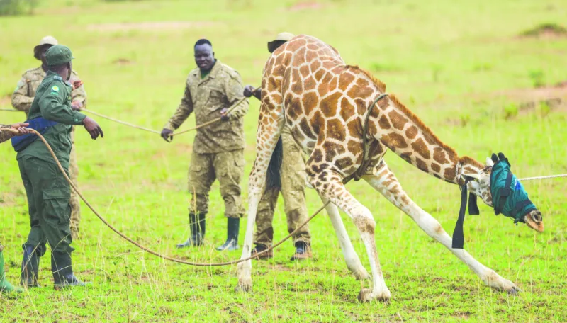 Uganda giraffes get new home to escape oil drilling
